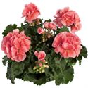 Afbeelding van Geranium Staand P12 Dolce Vita Emma